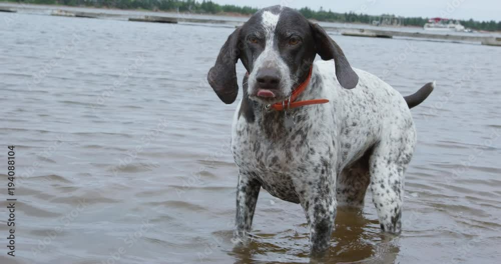 Dog playing in shallow water - looks at camera