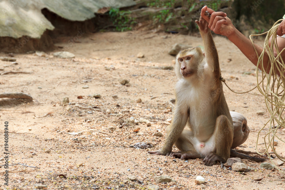 Naklejka premium Asia cute monkey.