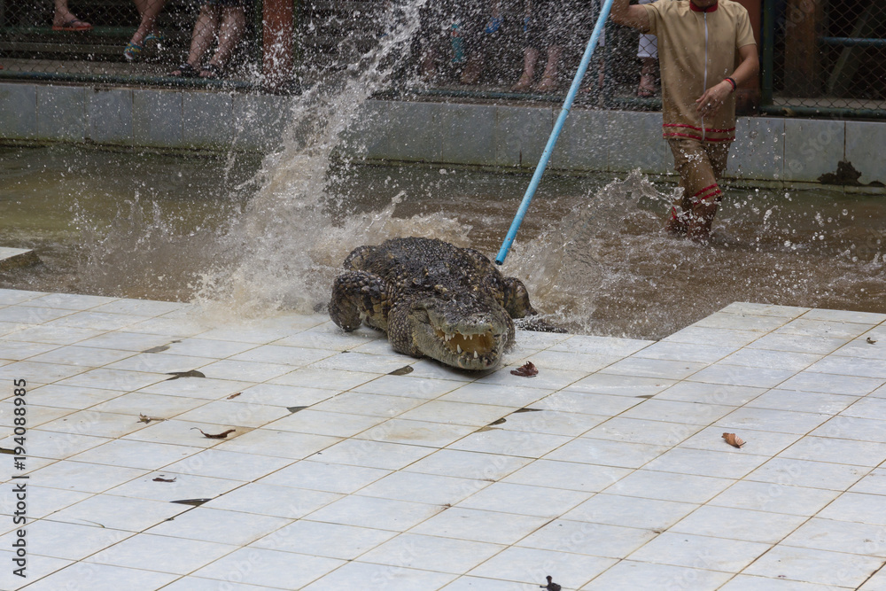 Obraz premium Asia crocodiles show on stage water.