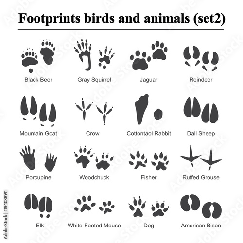 Wildlife animals and birds footprint, animal paw prints vector set. Footprints of variety of animals, illustration of black silhouette footprints. photo