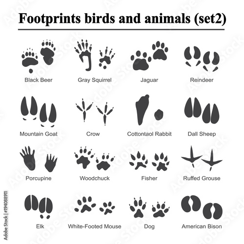 Wildlife animals and birds footprint, animal paw prints vector set. Footprints of variety of animals, illustration of black silhouette footprints.