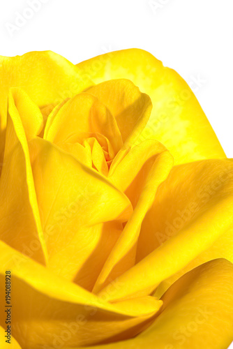 A Yellow Rose isolated
