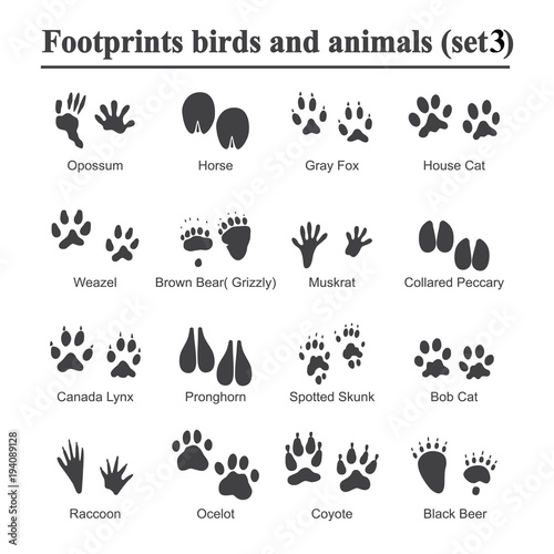 Wildlife animals and birds footprint, animal paw prints vector set. Footprints of variety of animals, illustration of black silhouette footprints.