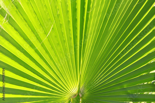 Close up view of green leave texture background