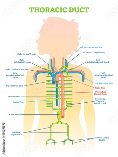 Thoracic Duct anatomical vector illustration diagram, medical scheme. 