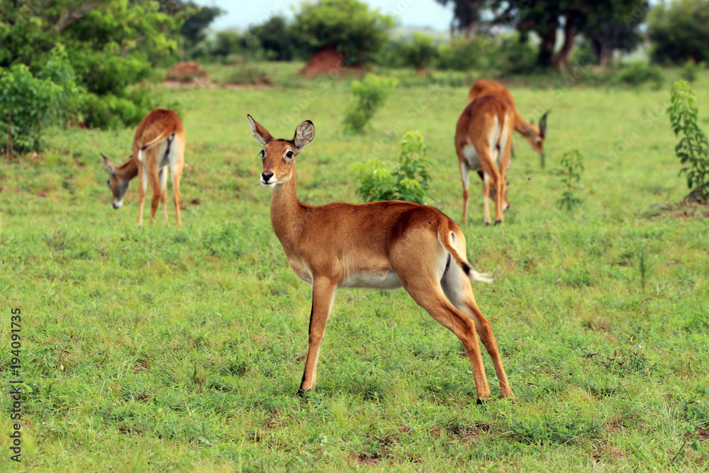 Wilde Antilopen in der Natur von Afrika Uganda Wilde Antilopen in der Natur von Afrika Uganda