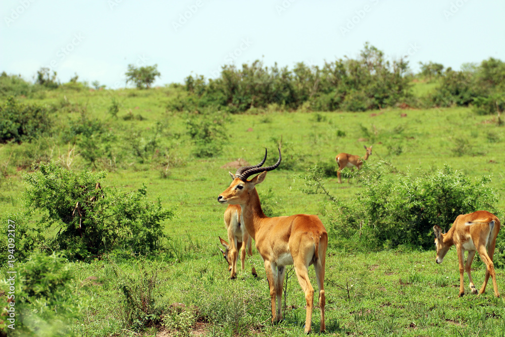 Wilde Antilopen in der Natur von Afrika Uganda Wilde Antilopen in der Natur von Afrika Uganda