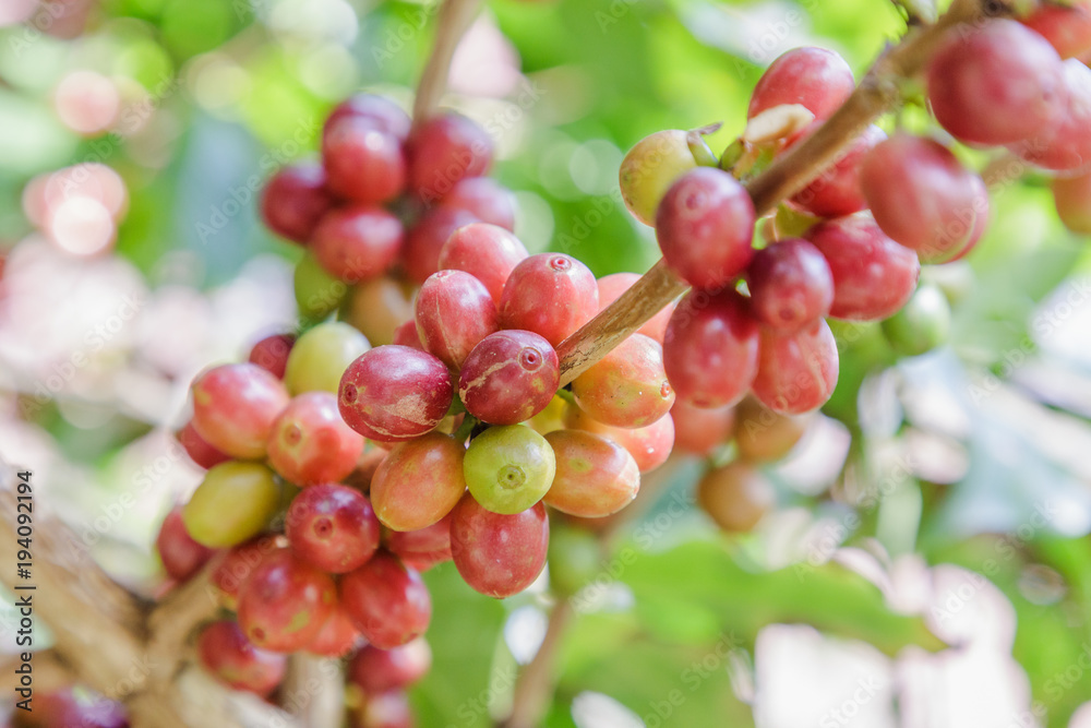 Fresh coffee beans on tree. Fresh coffee beans on tree.