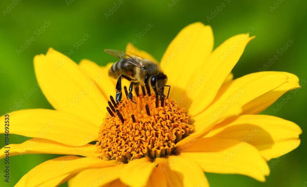Honeybee and yellow flower. Honeybee and yellow flower.