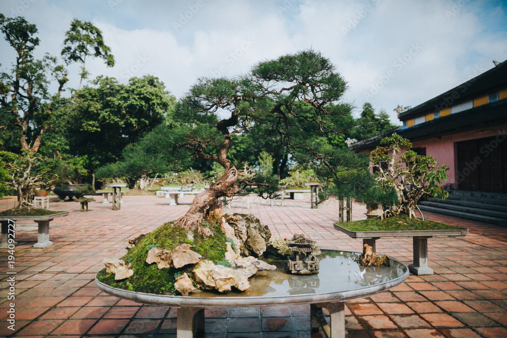 Bonsai tree and decorative pond in Hue, Vietnam