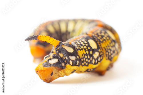 Hyles Euphorbiae. Caterpillar against white background. Spurge Hawk. Sphingidae photo