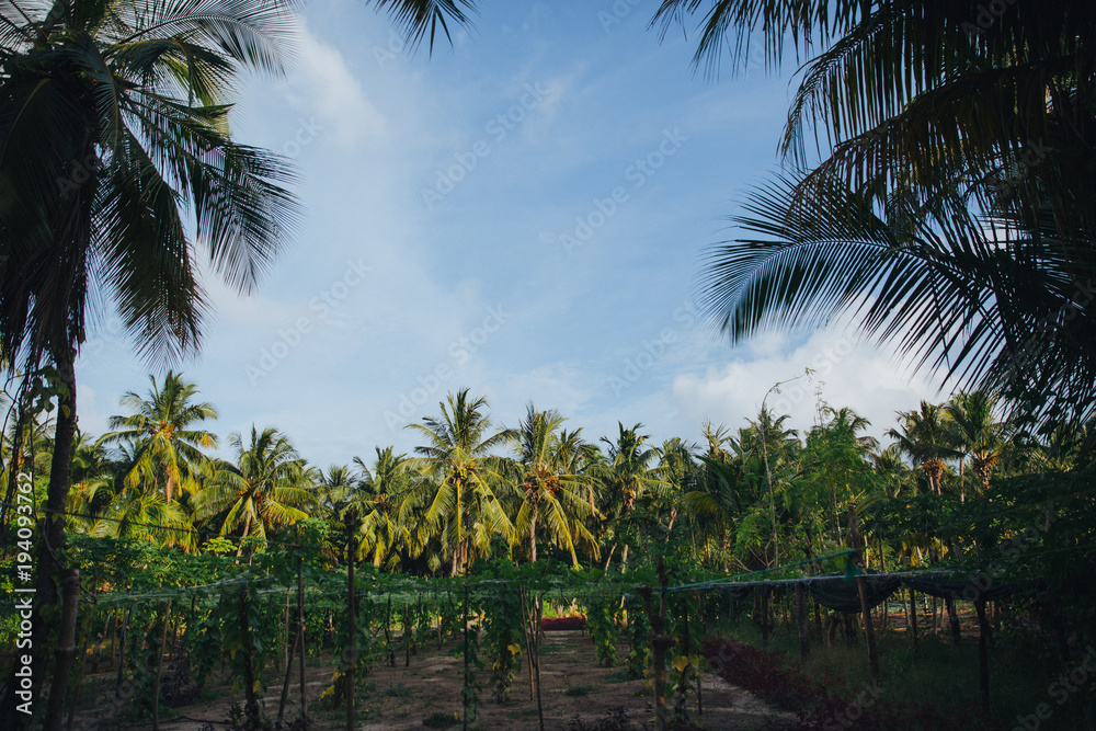 Beautiful landscape with green palm trees at Thoddoo island, Maldives
