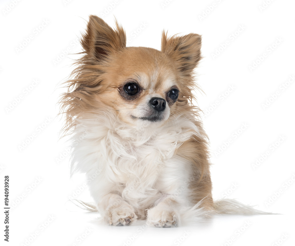 chihuahua in studio chihuahua in studio