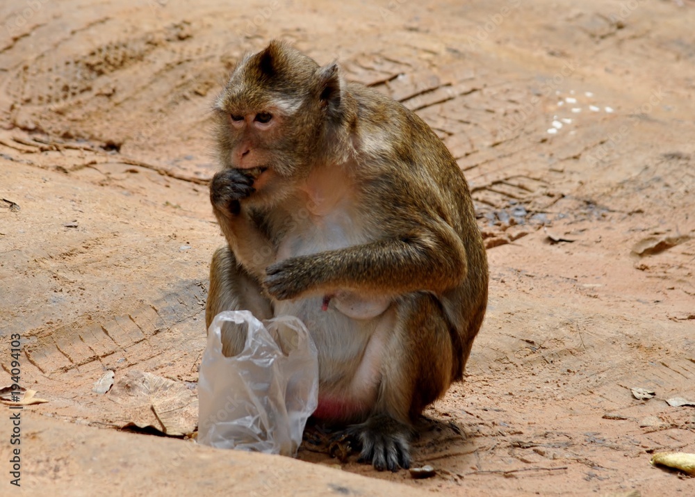 Monkey eating nuts from carrier bag 