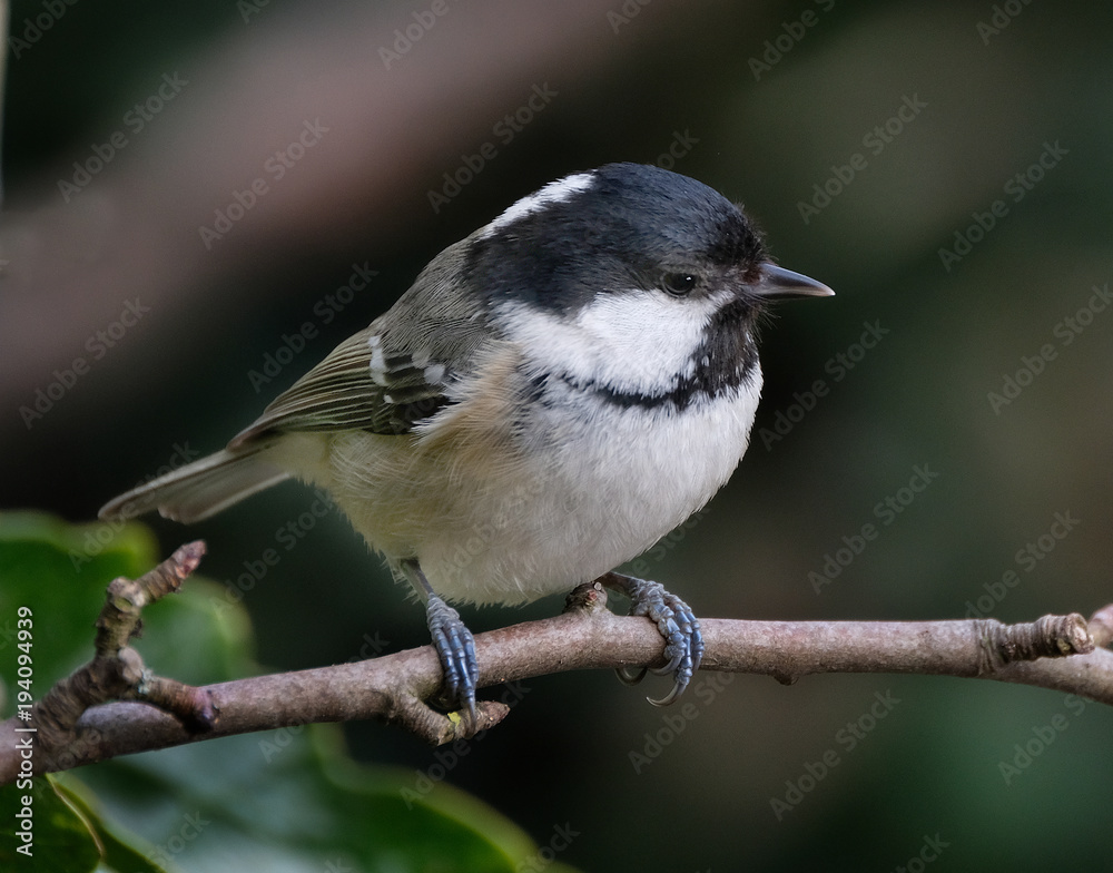 Is a Passerine Bird in the Tit Family Paridae. it is a Widespread