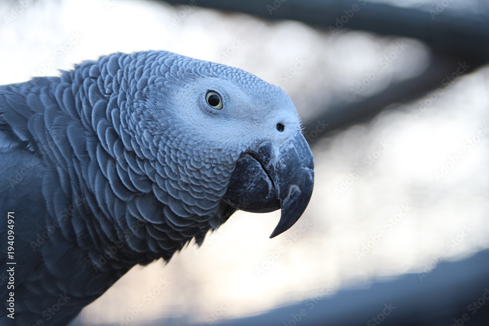 Obraz premium Grey Parrot