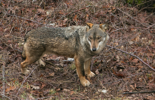 Splendido ritratto di un lupo grigio o comune nella natura selvaggia