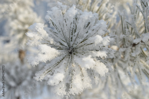 Winter. Pine. Snow © zamury