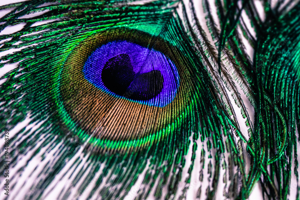 Obraz premium peacock feather on white background close up