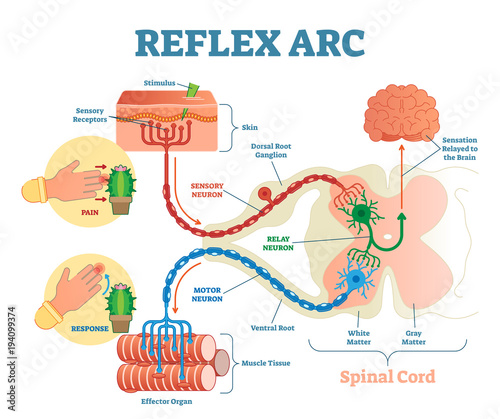Spinal Reflex Arc anatomical scheme, vector illustration, with spinal cord, stimulus pathway to the sensory neuron, relay neuron, motor neuron and muscle tissue. 