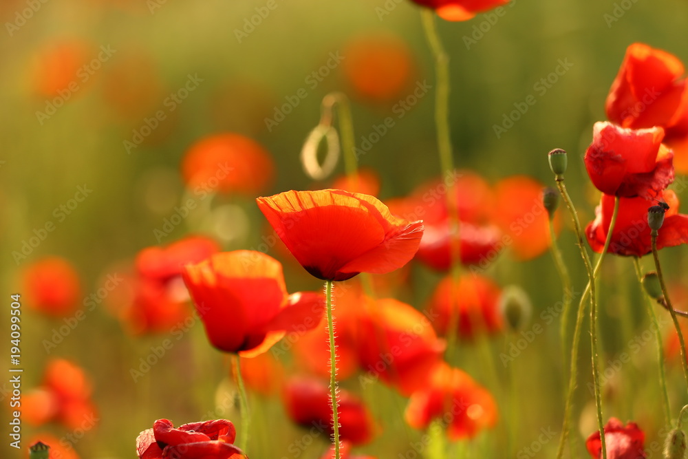 Naklejka premium spring poppy field