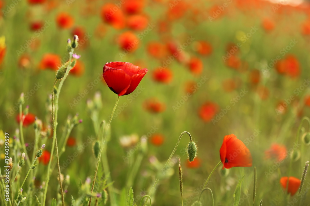 Obraz premium spring poppy field