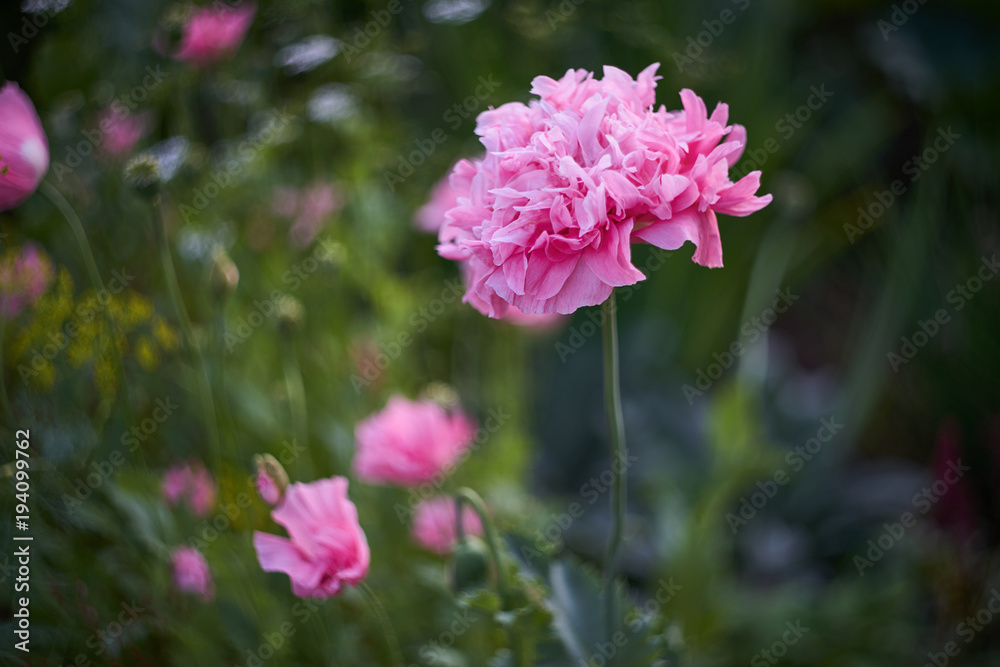 Pink poppy. Pink poppy.