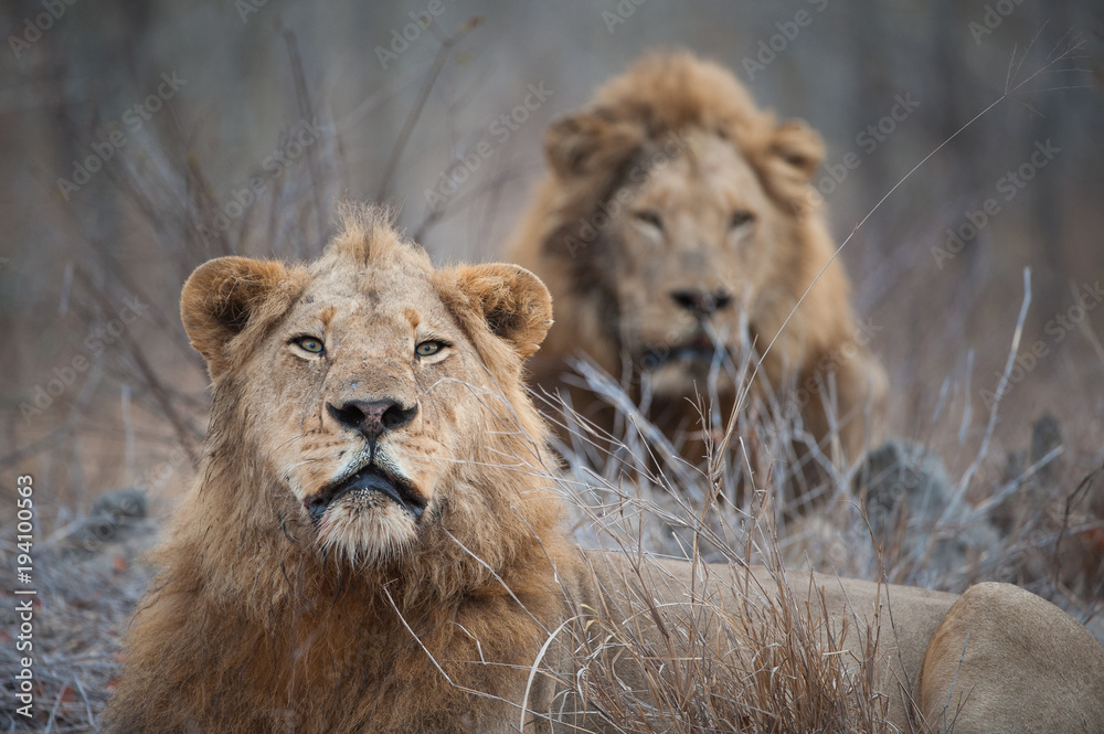 A horizontal, cropped, colour photograph of two large golden maned male lions, Panthera leo, in the Greater Kruger Transfrontier Park, South Africa.