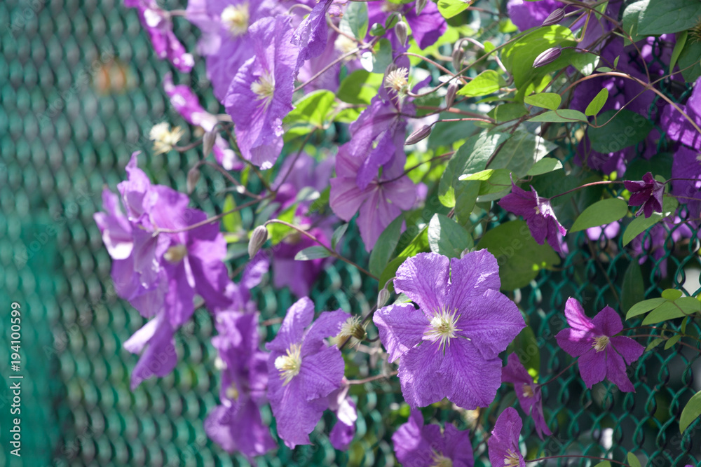 Purple clematis flowers outdoor
