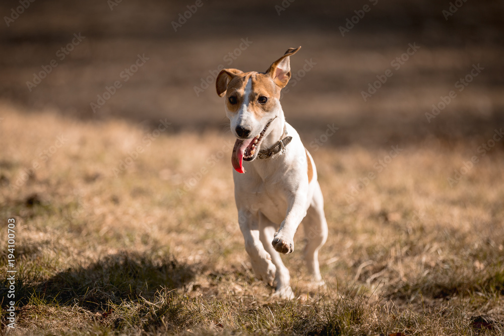 Jack russel Jack russel
