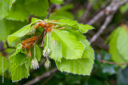 Obraz na płótnie leaves and inflorescence of beech