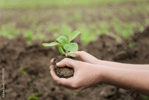 little sprout and female hands holds green leaves