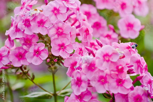 Pink phlox flowers