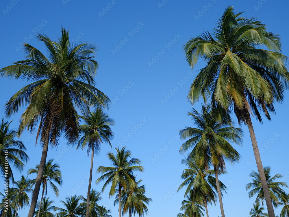 Palm trees over blue sky background. Sunny tropical summer holiday day concept