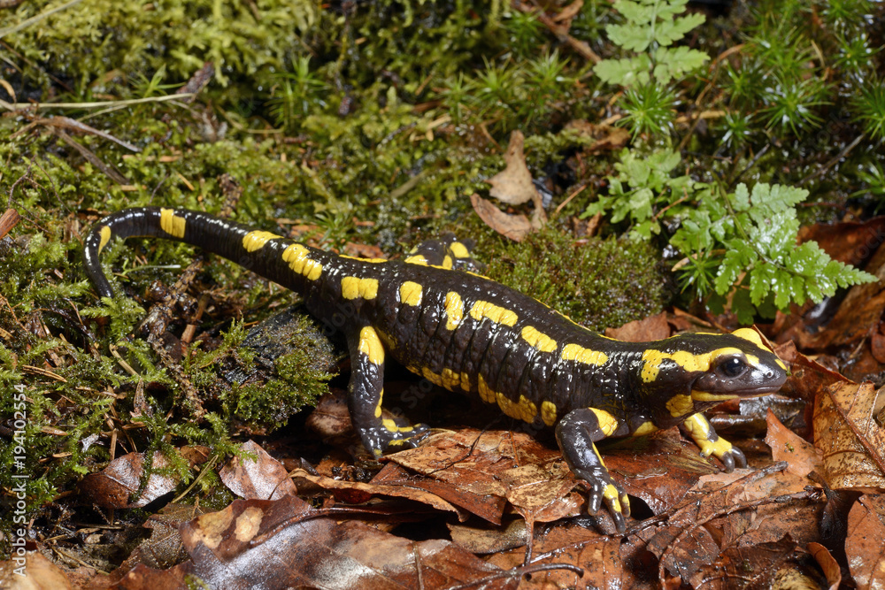 Feuersalamander (Salamandra salamandra terrestris) - Fire Salamander ...