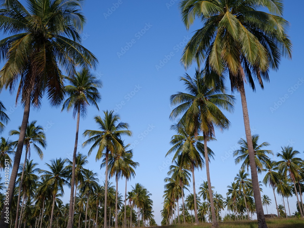 Palm trees over blue sky background. Sunny tropical summer holiday day concept
