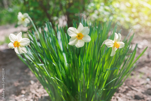 Fototapeta Naklejka Na Ścianę i Meble -  White narcissus flowers growing in the garden