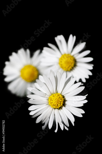 small spring daisy flower