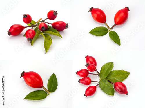 rose hip isolated on white