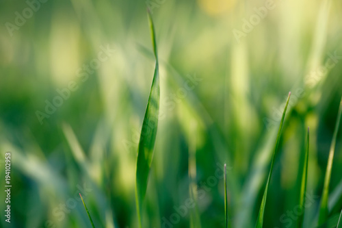 spring background with grass on meadow