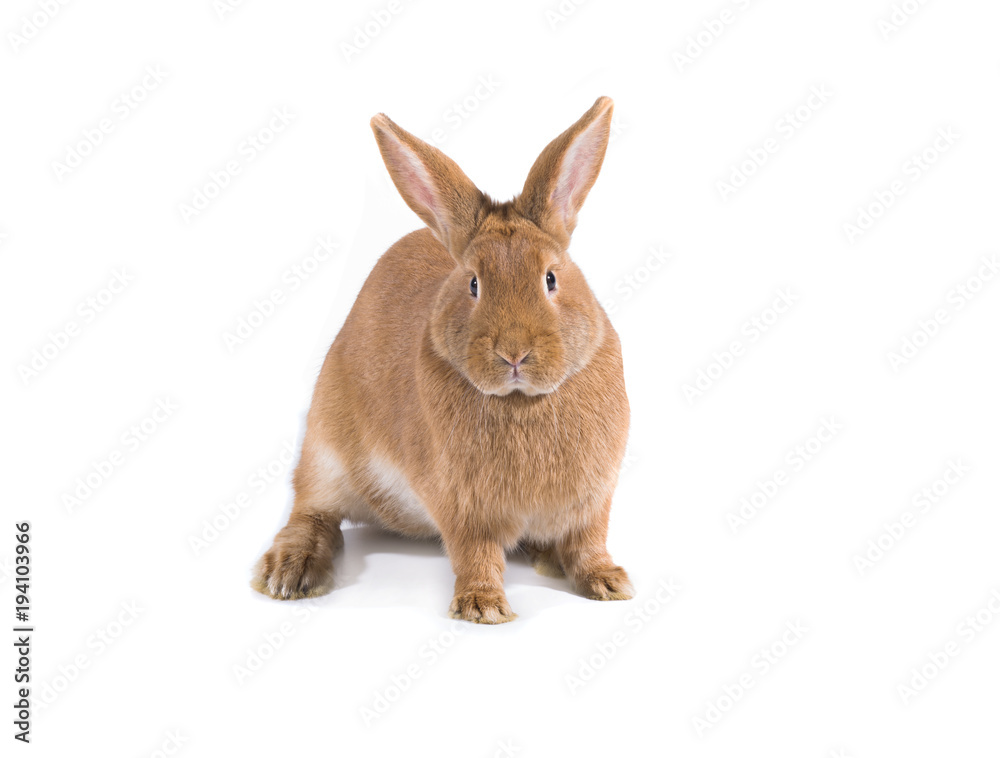 Fototapeta premium brown rabbit