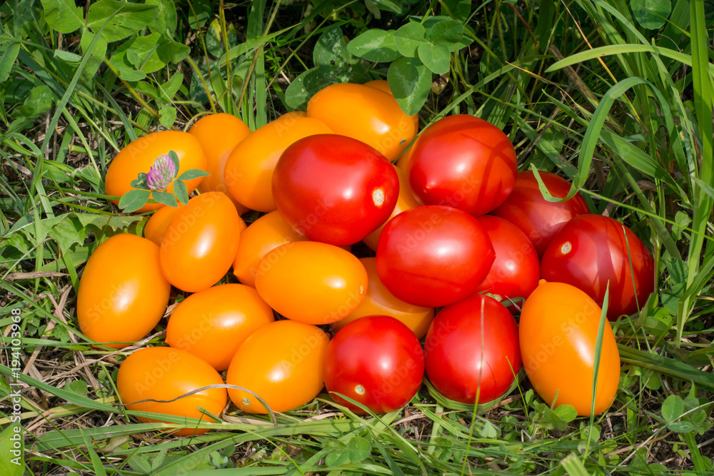 tomatoes scattered on the grass tomatoes scattered on the grass