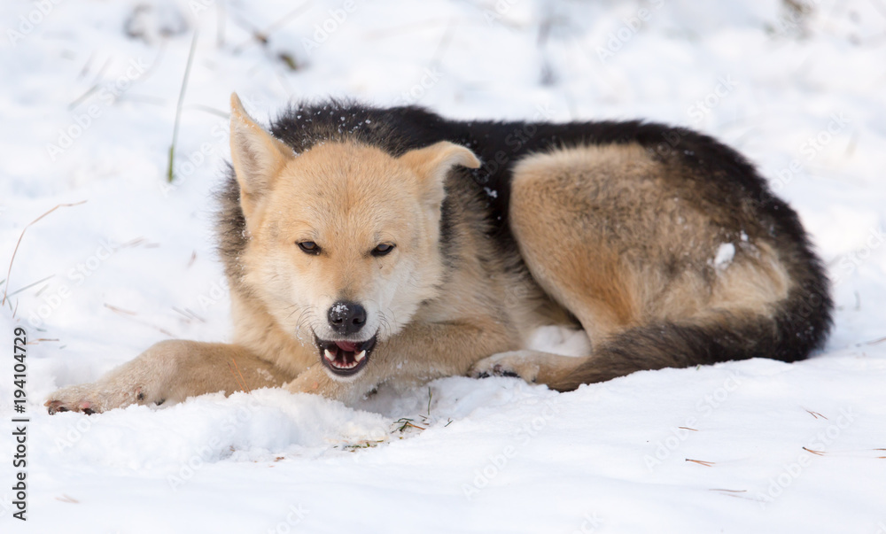Fototapeta premium A dog eats meat in the snow