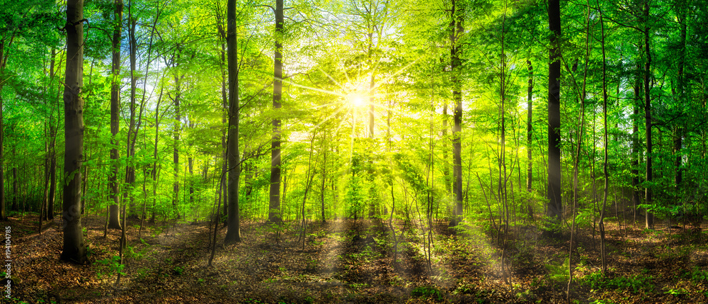Naklejka premium Zielona panorama lasu w słońcu