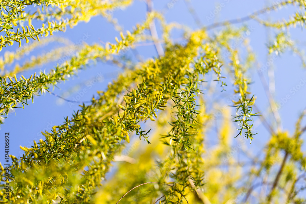 Obraz premium Yellow flowers on willow branches in spring