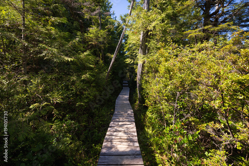 Foto Path in the woods