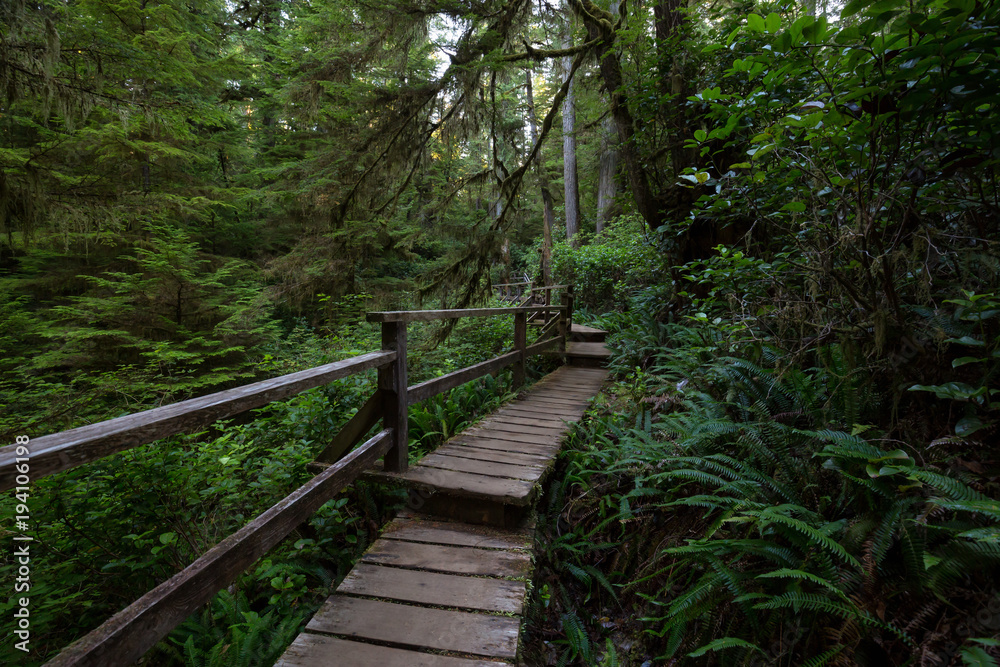 Beautiful wooden path thru the vibrant and green rain forest located near Tofino in Vancouver Island, British Columbia, Canada.