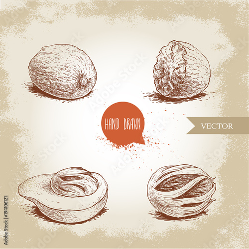Hand drawn sketch style nutmegs set. Spice and condiment vector illustration isolated on old background. Dried seeds and fresh mace fruits.