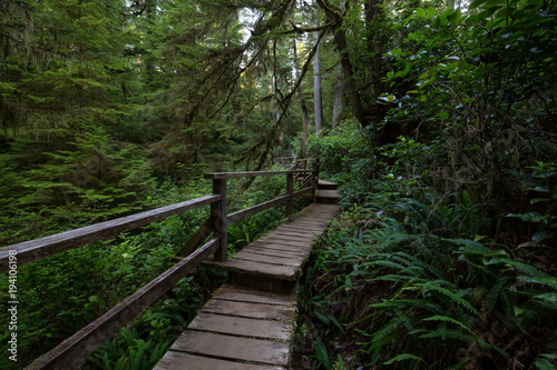 Beautiful wooden path thru the vibrant and green rain forest located near Tofino in Vancouver Island, British Columbia, Canada.