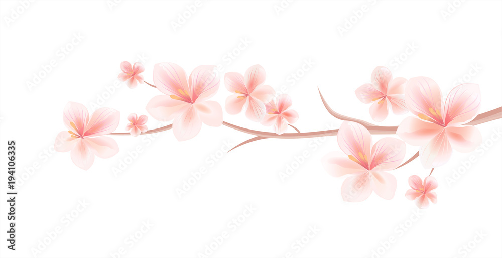 Branch of Sakura with Light Pink flowers isolated on White background. Sakura flowers. Cherry blossom. Vector